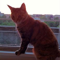 Blanding af racer Kiki AKA Kiks