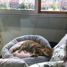 Blanding af racer Kiki AKA Kiks