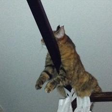 Blanding af racer Kiki AKA Kiks