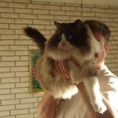 Ragdoll S*Chorotegas Victor Hugo