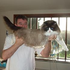 Ragdoll S*Chorotegas Victor Hugo