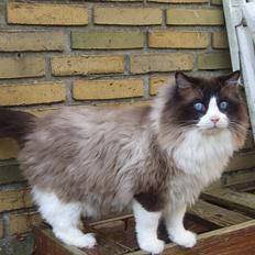 Ragdoll S*Chorotegas Victor Hugo