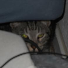 Huskat Oggy
