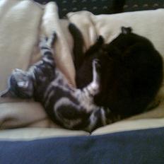 Huskat Oggy