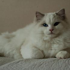 Ragdoll Kittyrags Agamemnon