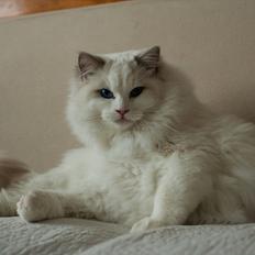 Ragdoll Kittyrags Agamemnon