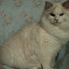 Ragdoll Kittyrags Agamemnon