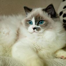 Ragdoll Kittyrags Philomena