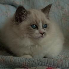 Ragdoll Kittyrags Philomena