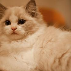 Ragdoll Kittyrags Gemma