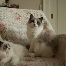 Ragdoll Kittyrags Gemma