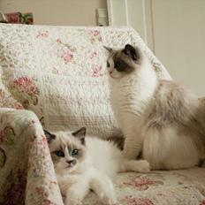 Ragdoll Kittyrags Gemma