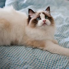 Ragdoll Kittyrags Sophia