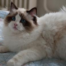 Ragdoll Kittyrags Sophia