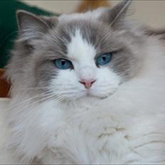 Ragdoll Solenzaras Ginger Marie