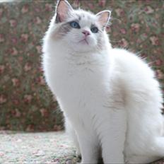 Ragdoll Solenzaras Ginger Marie