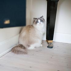 Ragdoll Solenzaras Ginger Marie