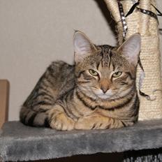 Blanding af racer Bettemus