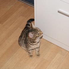 Blanding af racer Bettemus