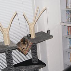 Blanding af racer Bettemus