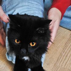 Blanding af racer Bella