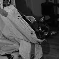 Blanding af racer Bella