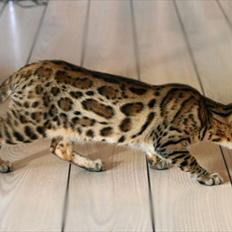 Bengal Sheda