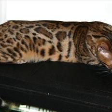 Bengal Sheda