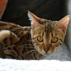 Bengal Sheda 