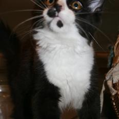 Maine Coon Pontus PP