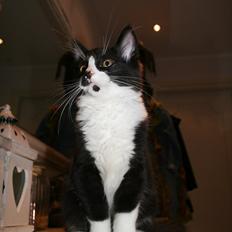 Maine Coon Pontus PP