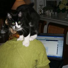 Maine Coon Pontus PP