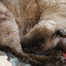 Cornish Rex Sinatra