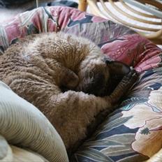 Cornish Rex Sinatra
