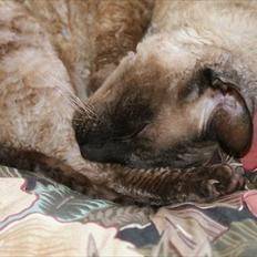 Cornish Rex Sinatra