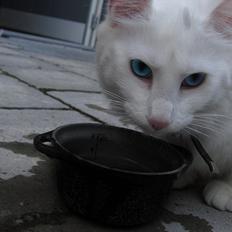 Norsk Skovkat snebold