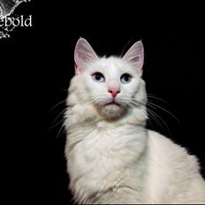 Norsk Skovkat snebold