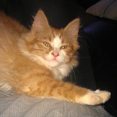 Blanding af racer Maine Coon/Norsk skovkat Malde