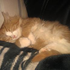Blanding af racer Maine Coon/Norsk skovkat Malde