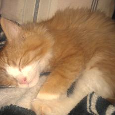 Blanding af racer Maine Coon/Norsk skovkat Malde
