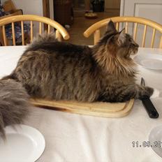 Maine Coon Dk bright terkel i knibe