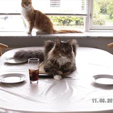 Maine Coon Dk bright terkel i knibe