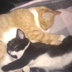 Blanding af racer Mille