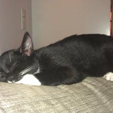 Blanding af racer Mille