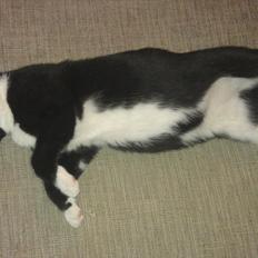 Blanding af racer Mille