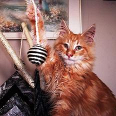 Norsk Skovkat Charlie