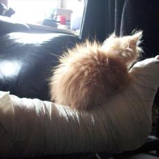 Norsk Skovkat Charlie