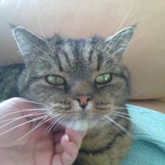 Blanding af racer Theis R.I.P.