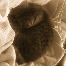 Blanding af racer Theis R.I.P.