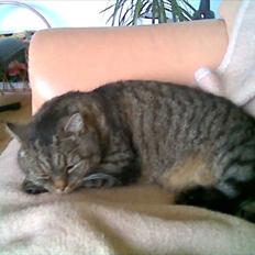 Blanding af racer Theis R.I.P.